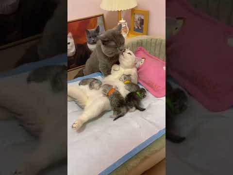 lovely cat couple kissing 😘