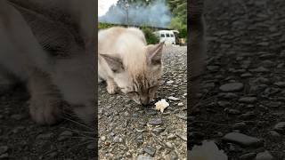 ご飯食べる猫