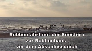 preview picture of video 'Robbenbank vor dem Abschlussdeich'