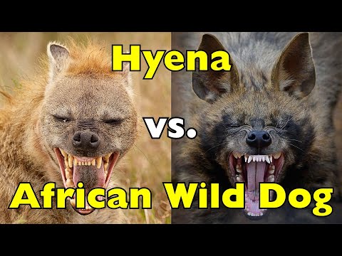 Hyena vs Wild Dog: The Battle of Africa’s Smartest Predators [ID0808]