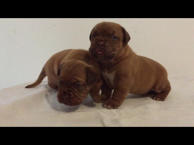 Dogue de Bordeaux puppy for sale