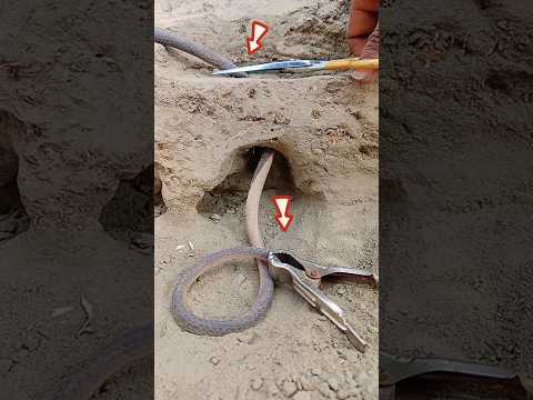 locked Scissors the power Snake😱 #snake #power #scissors #shorts