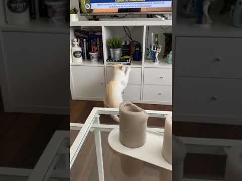 Er Christian 🔪🔪🔪 pilla in fraganti a su gato Mediogramo