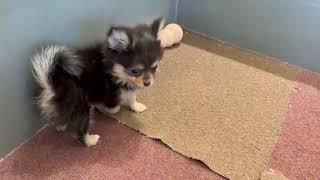 ハーフ犬の動画01