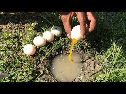 Unbelievable Fishing With Eggs Catch A Lot Of Fish Using Duck Eggs | Amazing Technology