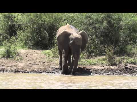 Elephant Splashing