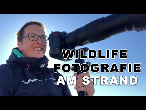 Seevögel an der Kieler Förde [VLOG: Wildlife Fotografie am Strand]