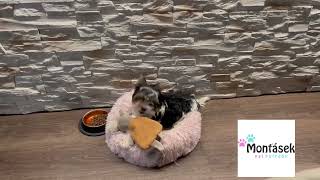 Šustící hračka pro psy, pískací hrošík 31cm