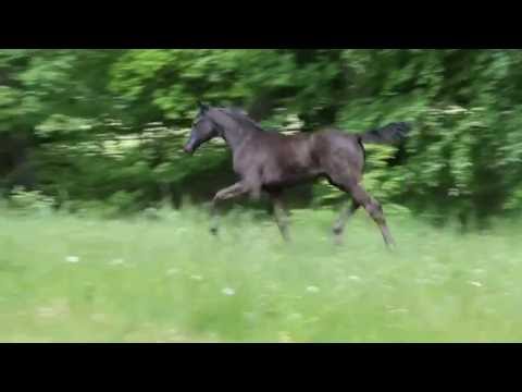 HF v. Don Nobless - Fürst Heinrich - De Niro - Hill Hawk xx 2016