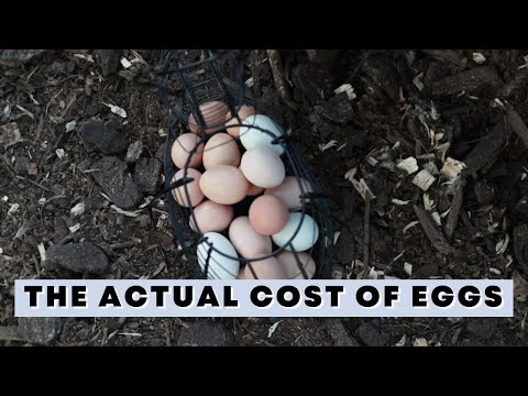 HOW MUCH does raising chickens for eggs cost? (Exact Cost Breakdown)