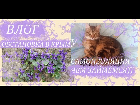 Влог. Обстановка и погода в КРЫМУ. Изоляция, будни со мной. Марфа развлекалочка. Орхоманам повезло.