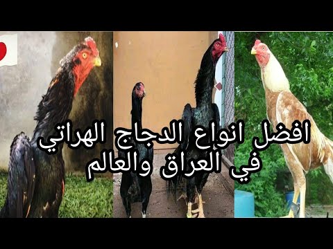 , title : 'الدجاج الهراتي وأنواعه مع معلومات عامة 2020/3/23'