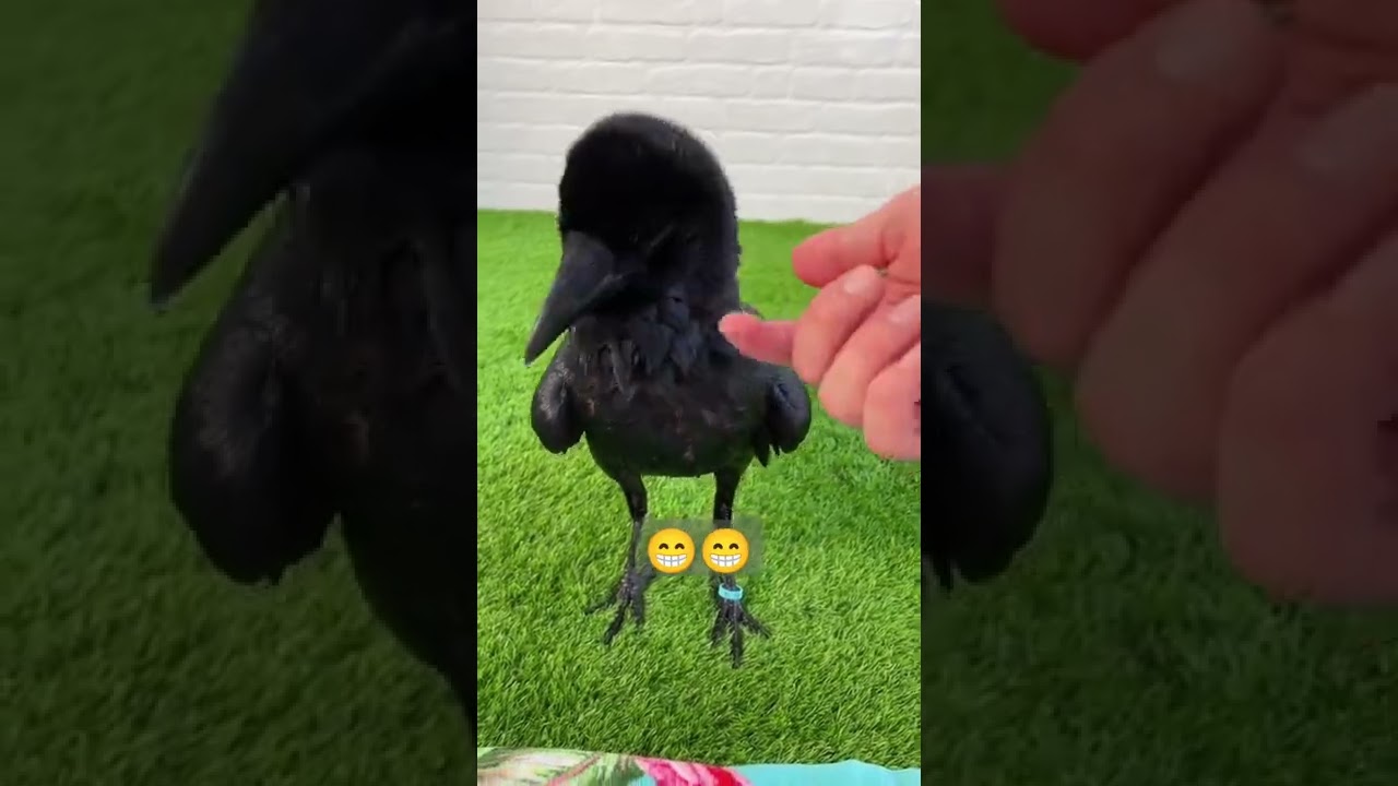 Agora quero um corvo #shorts #animaisfofos