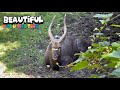 Flexible Kudu Relaxing