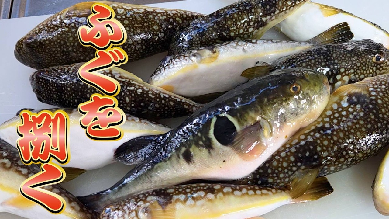 【じいちゃんの晩御飯】2種類のフグ鍋と旬のヒラメの刺身が美味しすぎた