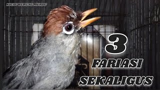 Download lagu Poksay Mandarin Gacor 3 Fariasi Sekaligus Cocok Buat Mikat & Masteran & Pancingan mp3 Download lagu Poksay Mandarin Gacor 3 Fariasi Sekaligus Cocok Buat Mikat & Masteran & Pancingan mp3
