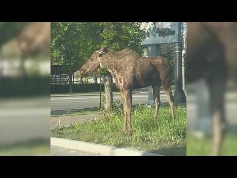 На городской стройке лосиху завалили одним выстрелом шприцем