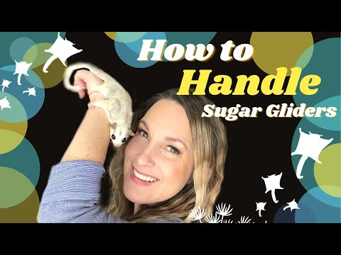 How to Handle Sugar Gliders | how to hold a sugar glider