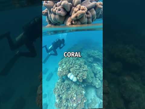 Recycled reefs revolutionize ocean restoration 🌊