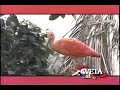 WETA Kids ID Flamingo