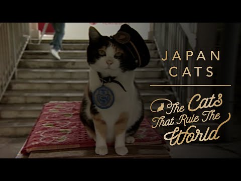 ⁣The Cats That Rule The World: Japan Cats, Hollywood Cat