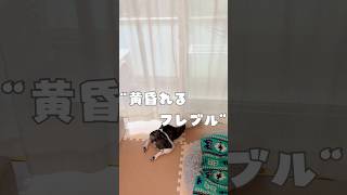 黄昏れるフレブル🐶