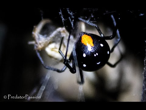 L Menavodi  (Madagascar Black Widow) Feeding