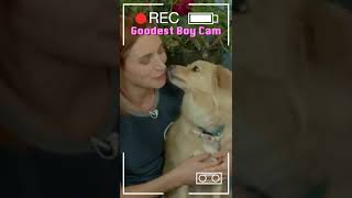 Goodest Boy Cam