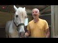 Paard uit Emmeloord speelt hoofdrol in film Silverstar