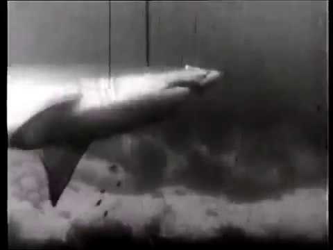 Shark flashback - Montague Island (1961)