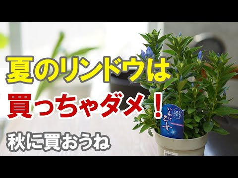 園芸 リンドウ、ラフリンドウ