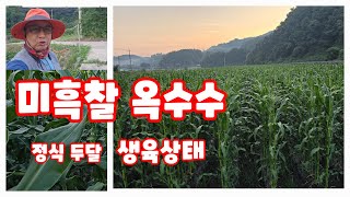 옥수수 정식 두달 미흑찰 옥수수 해야할일 수확시기 미백2호 [옥수수재배방법]