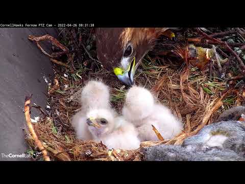 Three Downy Red-tailed Hawk Nestlings Perk Up For Breakfast As 4th Egg Hatches – April 26, 2022