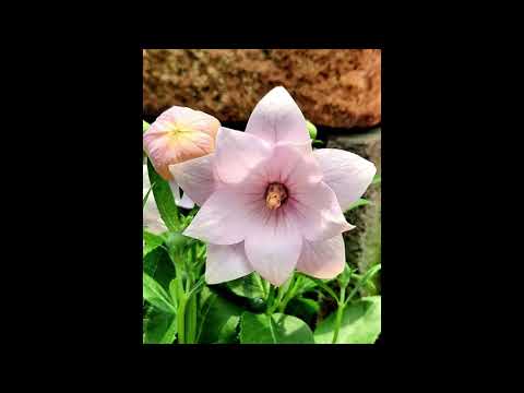 Platycodon Grandiflorus