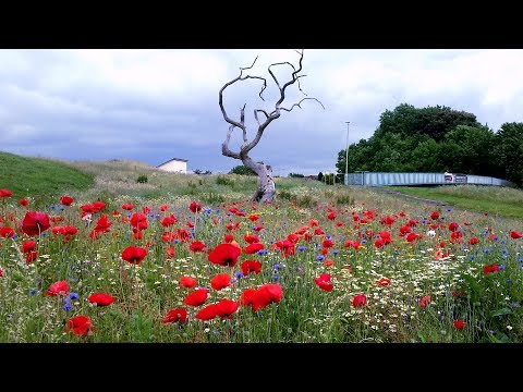 The Simpler Things in Life