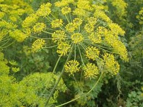 ⟹ DILL FLOWER UMBEL, Anethum graveolens - CHECK IT OUT!!!!! #FLOWER