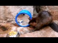 Beavs