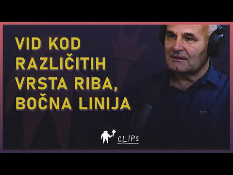 prof. dr Zoran Marković o vidu kod različitih vrsta riba, bočna linija