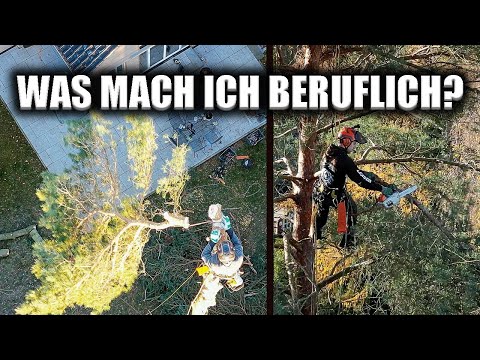 Wie funktioniert eigentlich SKT Baumfällung? Wir fällen zusammen unsere Bäume