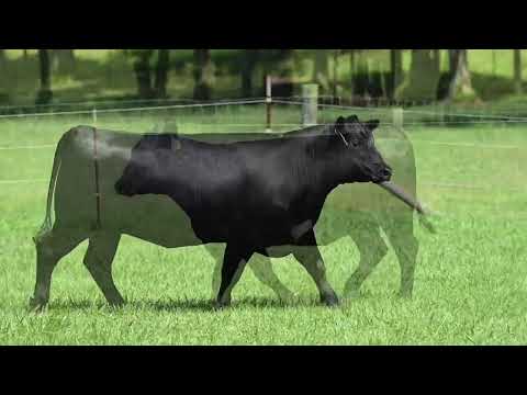 LOT 15 | VINTAGE BLACKCAP 1491