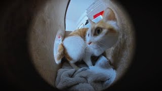 My cat feels warm and cozy after putting a blanket on the bed