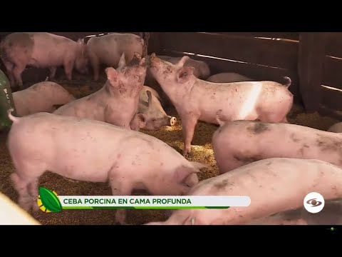 , title : 'Ceba porcina en cama profunda, sistema para mejorar la productividad y rentabilidad- La Finca de Hoy'