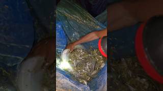 Download lagu A big fish weighing 5 kg came🦈 #fishing #video #youtube #love #shorts #reels #new #instagram #india mp3