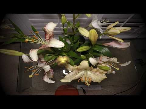Time Lapse: Flower Buds Opening