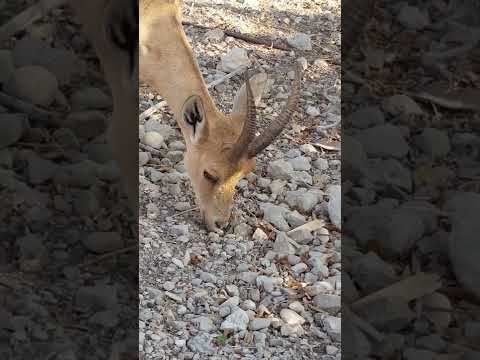 Nubian Ibex (Capra nubiana)