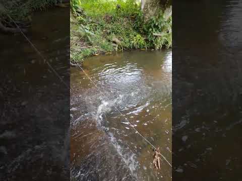 Les comparto este hermoso río en Gilgal, Chocó - Colombia.#Gilgal #Choco  #unguia #SonidoRelajante