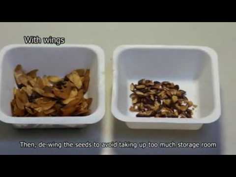 Storage of Forest Tree Seeds