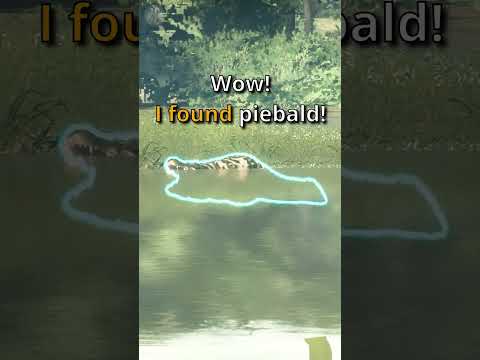 Even WORSE Map👉Even BETTER Trophy❗😱😱Crocs Hunt | American Alligator the Hunter Call of the Wild