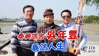 【強豪名家】泰興鴿舍：吳年豐，2019年入賞馬龍山冬季綜合冠軍🏆，關於他的養鴿人生