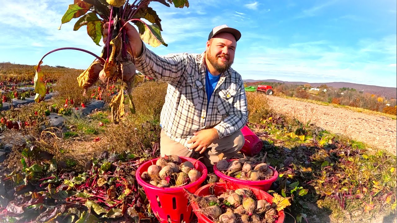 A fun day on the Vegetable Farm